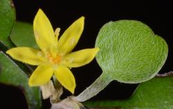 Image: P.B. Heenan © Landcare Research 2014 